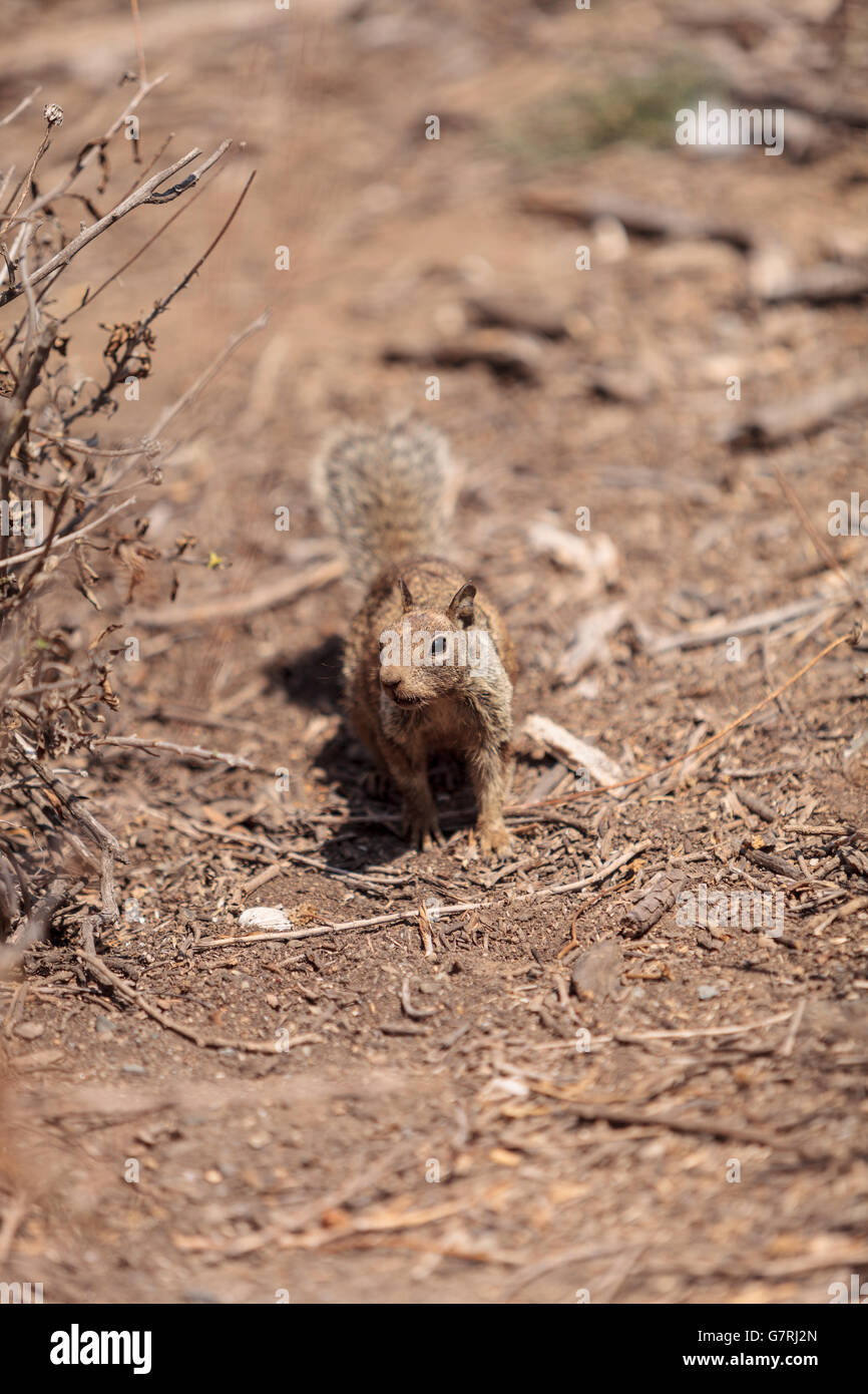 Un giovane scoiattolo beecheyi Otospermophilus scorre lungo il terreno in una palude nel sud della California, Stati Uniti d'estate Foto Stock