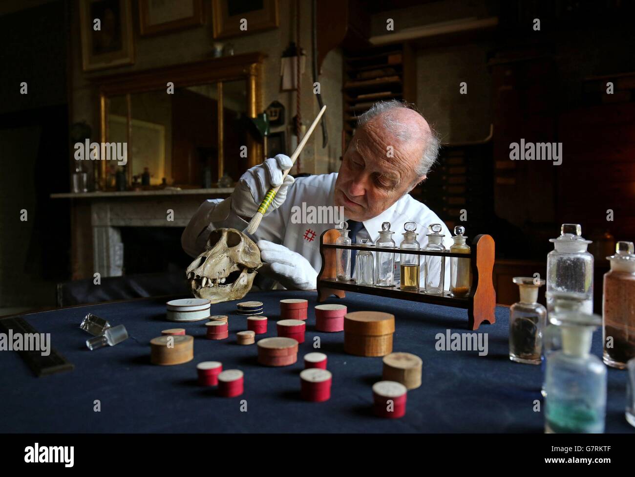 Phil Cole of English Heritage pulisce delicatamente gli oggetti e i manufatti nello studio dello scienziato Charles Darwin a Down House in Kent, la sua casa per 40 anni fino alla sua morte nel 1882 come patrimonio inglese prepararsi per l'apertura annuale delle loro proprietà in tutto il paese. Foto Stock