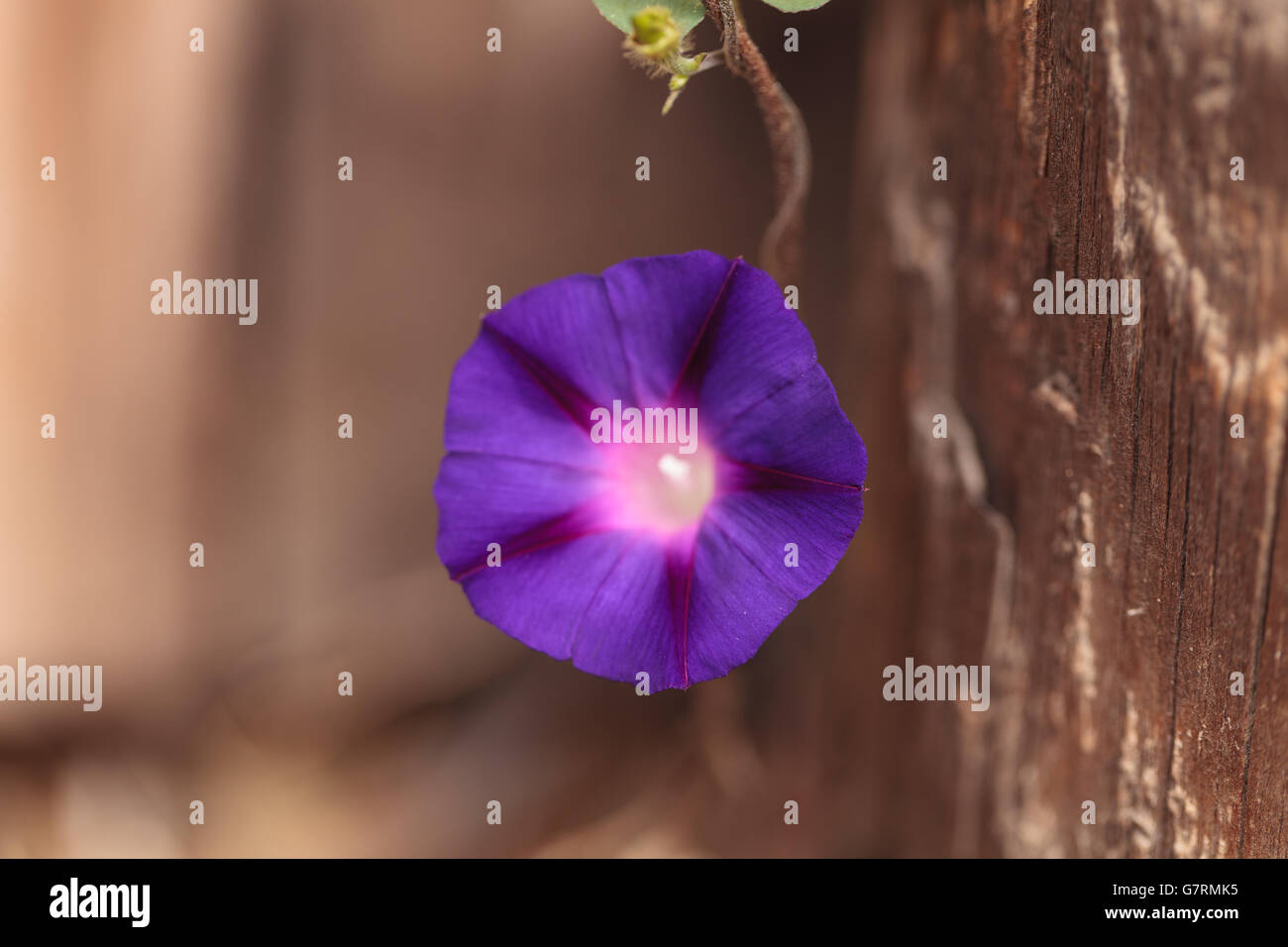 Viola gloria di mattina flower Ipomoea purpurea su un vitigno nella California del Sud Foto Stock