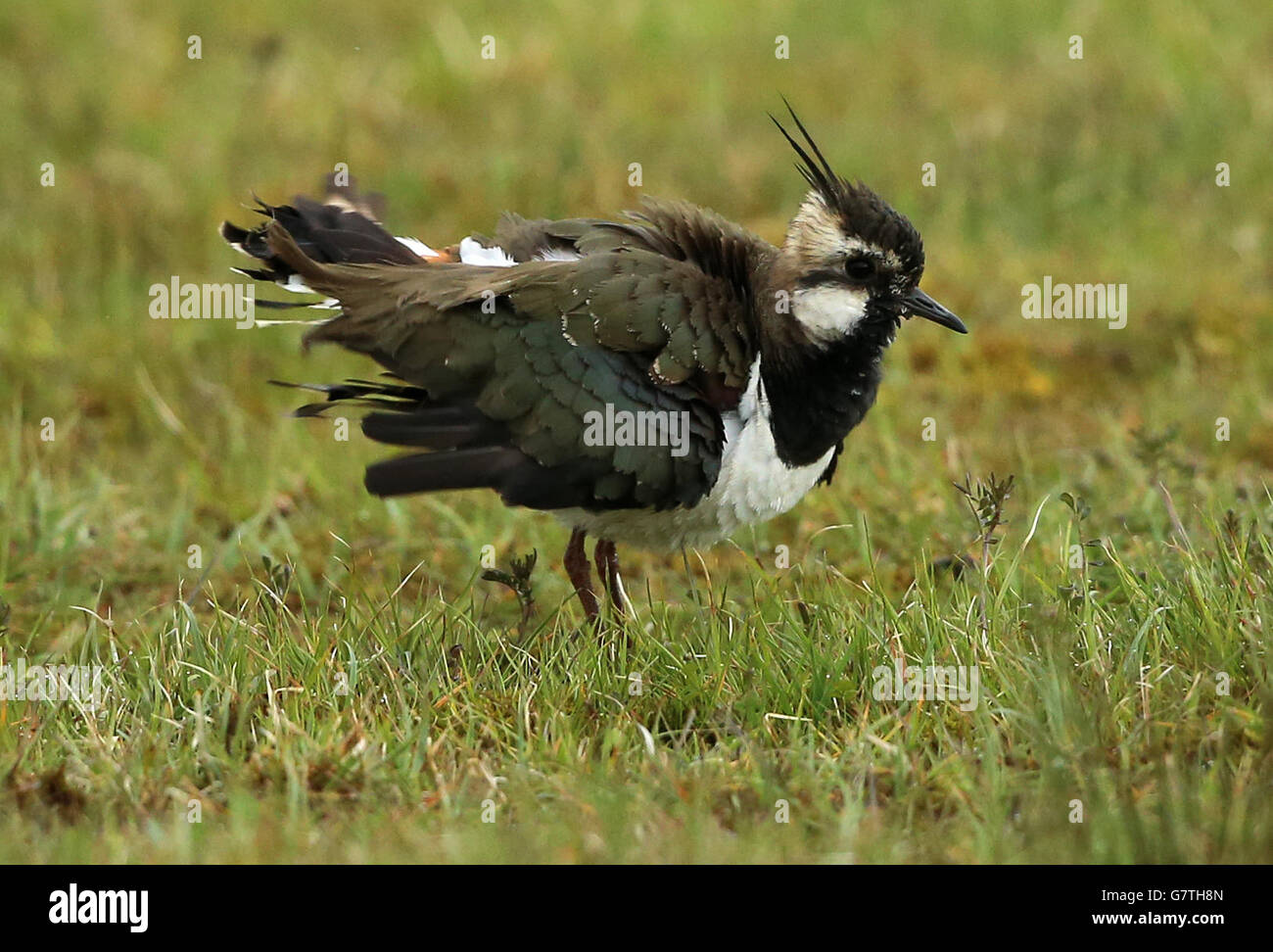 Un Lapwing, uno degli uccelli più minacciati del mondo, ha trovato un santuario all'interno della prigione di Maghaberry, utilizzata per ospitare i detenuti più pericolosi dell'Irlanda del Nord. Foto Stock