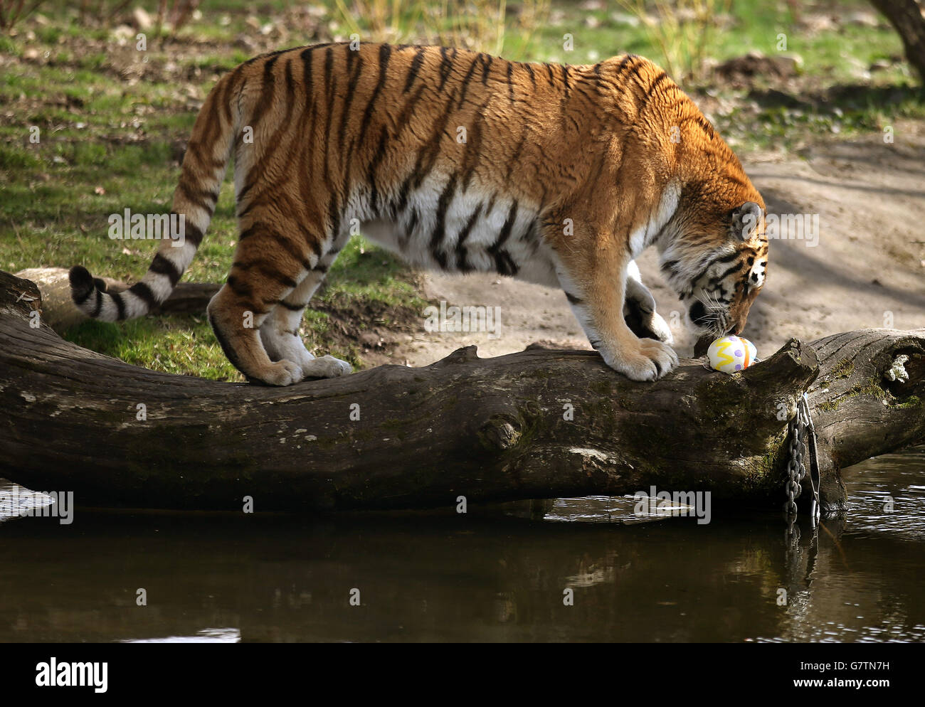 Il personale del Blair Drummond Safari Park regala agli Amur Tigers Bela (nella foto) e a Gengis una delizia di Pasqua, uova di struzzo piene delle loro prelibatezze di carne preferite. Hanno posizionato le uova in varie posizioni all'interno del recinto delle tigri. Foto Stock