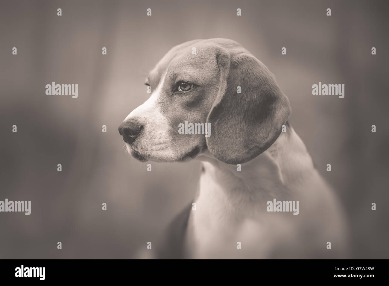 Ritratto monocromatico del bellissimo cane Beagle Foto Stock