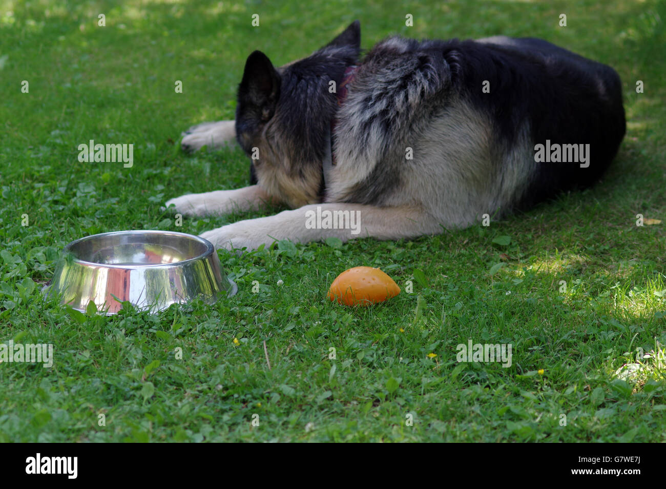 Sleeping esaurito Dog Foto Stock