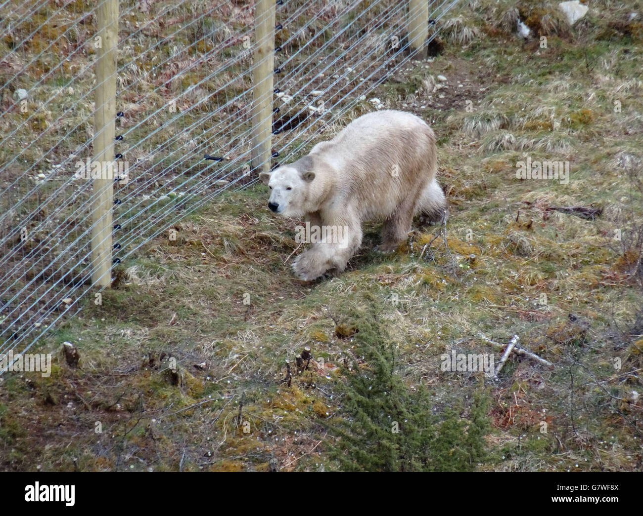 Nuovo polar bear involucro in corrispondenza Highland Wildlife Park Foto Stock