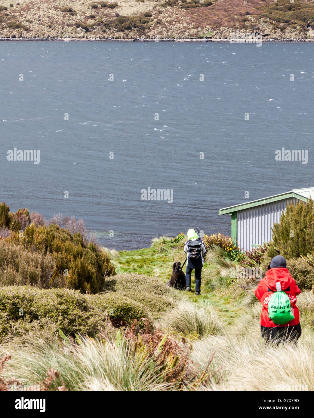 Fotografo fending off un Hooker il leone di mare presso Campbell Island, Nuova Zelanda sub-antartiche Foto Stock