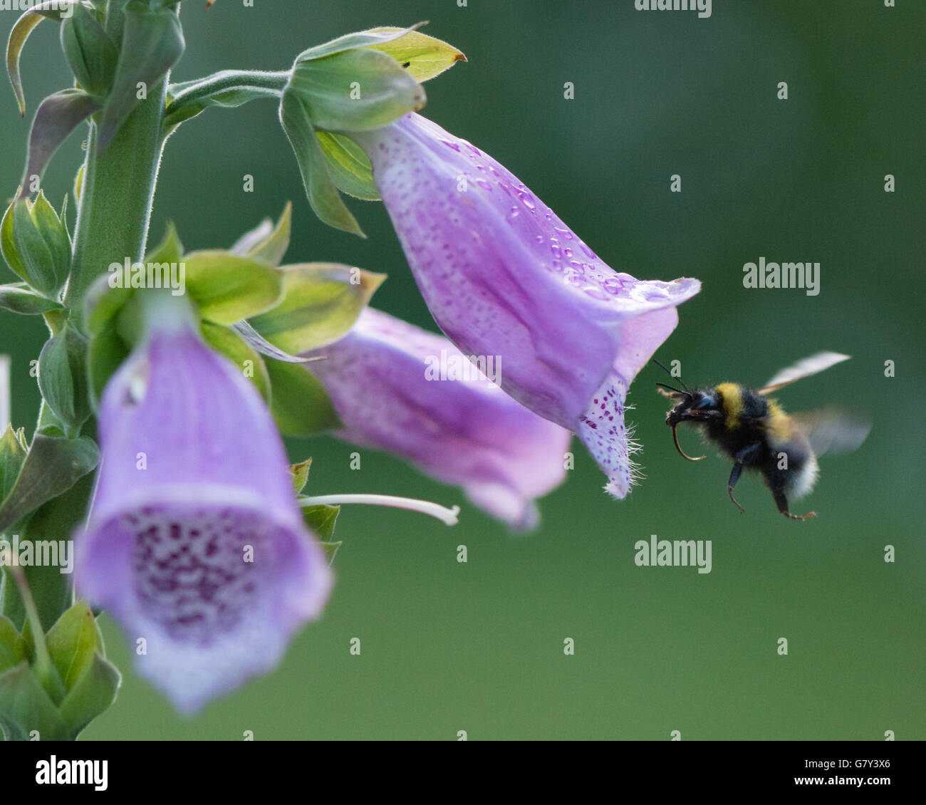 Stirlingshire, Scotland, Regno Unito - 27 Giugno 2016: Regno Unito - previsioni del tempo - i bombi sono state schivare la pioggia e rendendo la maggior parte delle magie luminose in una giornata di sole e di docce in Stirlingshire. Questo bumblebee continua a raccogliere il polline e il nettare da una pioggia inzuppato Foxglove come la luce comincia a svanire KayRoxby/Alamy Live News Foto Stock