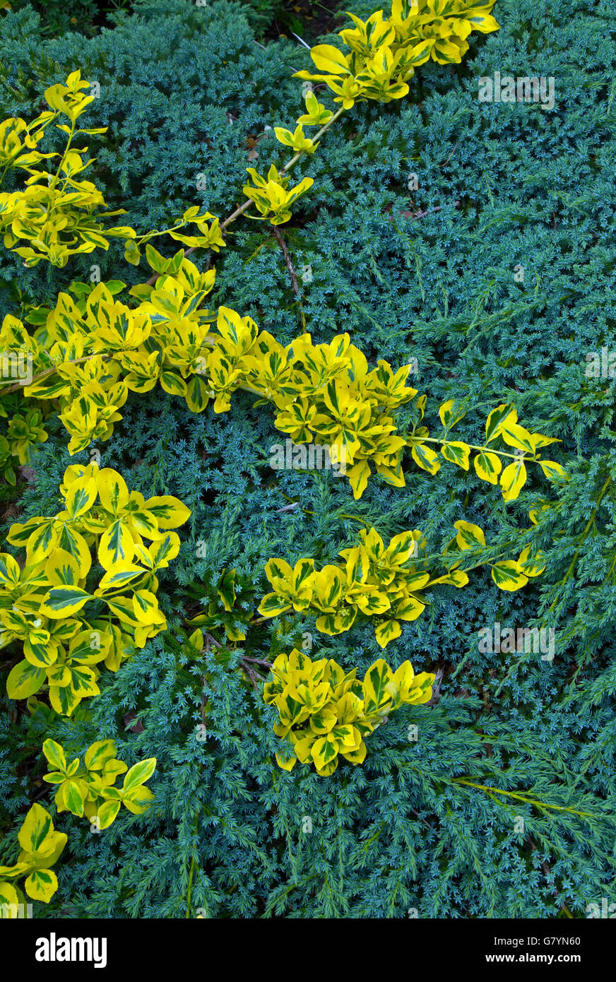 Euonymus fortunei Emerald 'n' foglie dorate che cresce su conifer Foto Stock