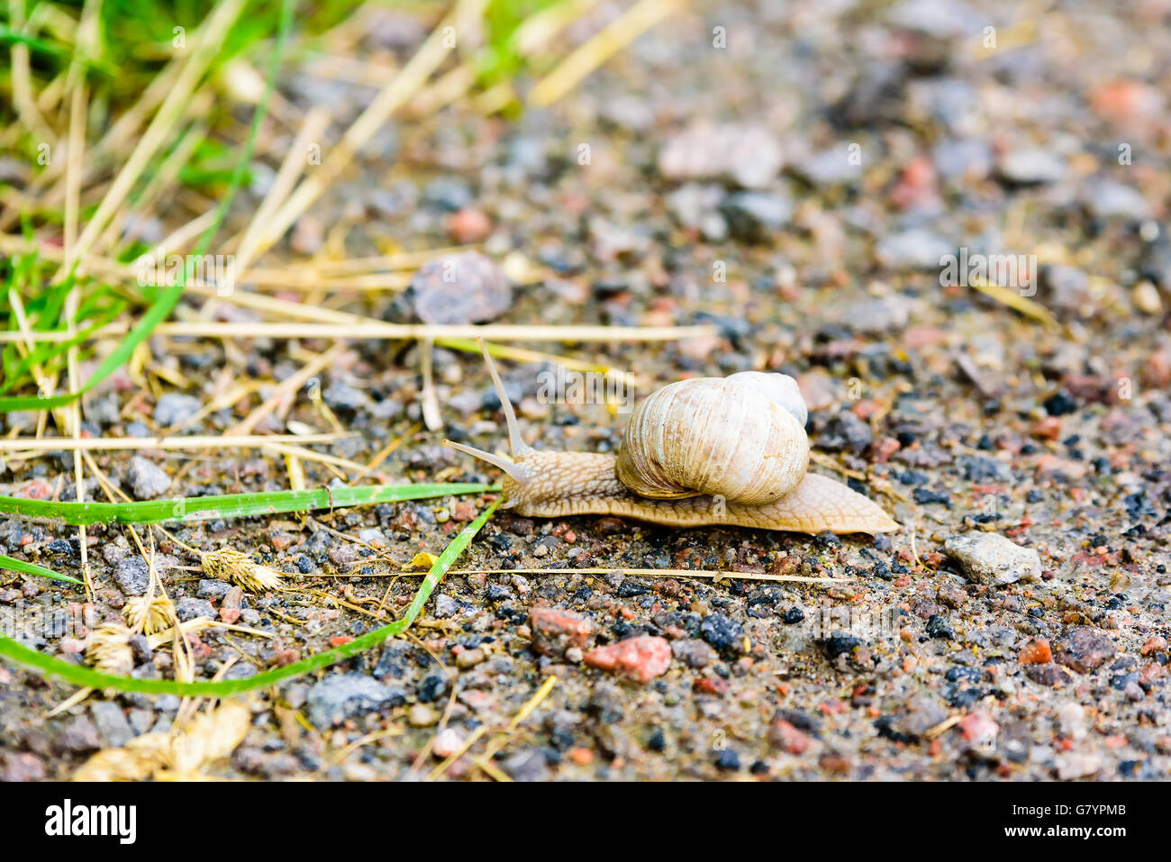 La Borgogna lumaca (Helix pomatia) sulla strada di un paese voce per l'erba. Noto anche come lumaca romana o Lumache commestibili. Foto Stock