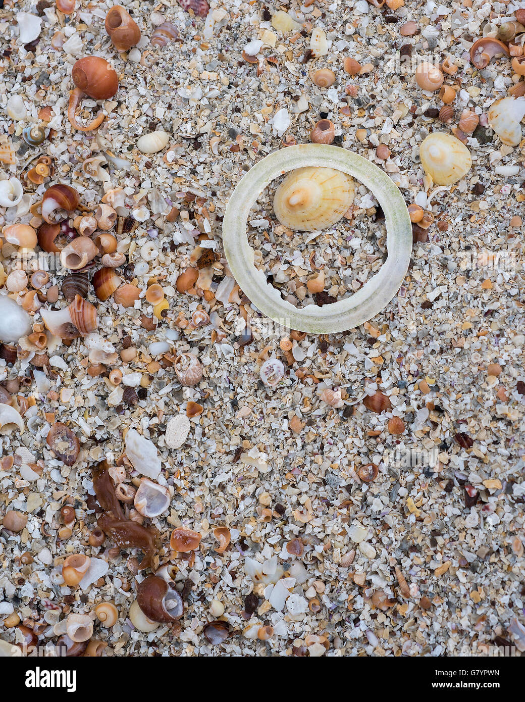 Un guscio rotto crea un motivo circolare sul guscio umido sabbia. Foto Stock