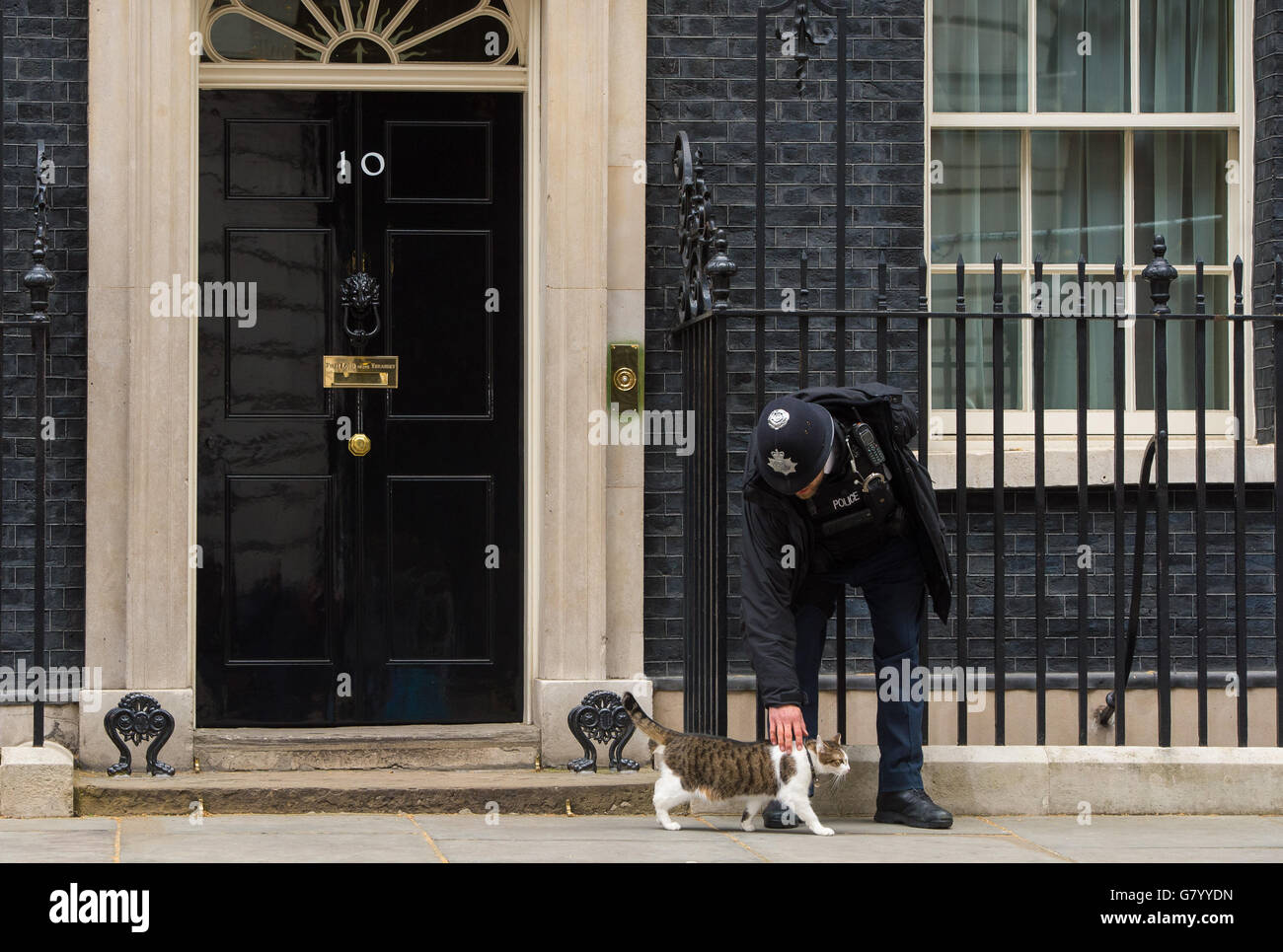 Un poliziotto batte Larry il gatto di Downing Street fuori 10 Downing Street, a Westminster, Londra, dopo la vittoria elettorale del primo ministro David Cameron. Foto Stock