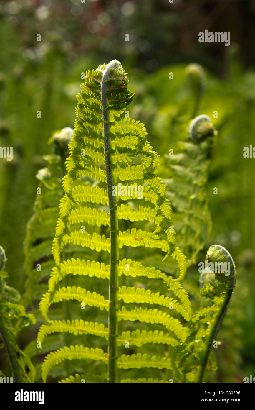 Regno Unito, Cumbria, Kendal giardini in primavera, dispiegarsi fern Foto Stock