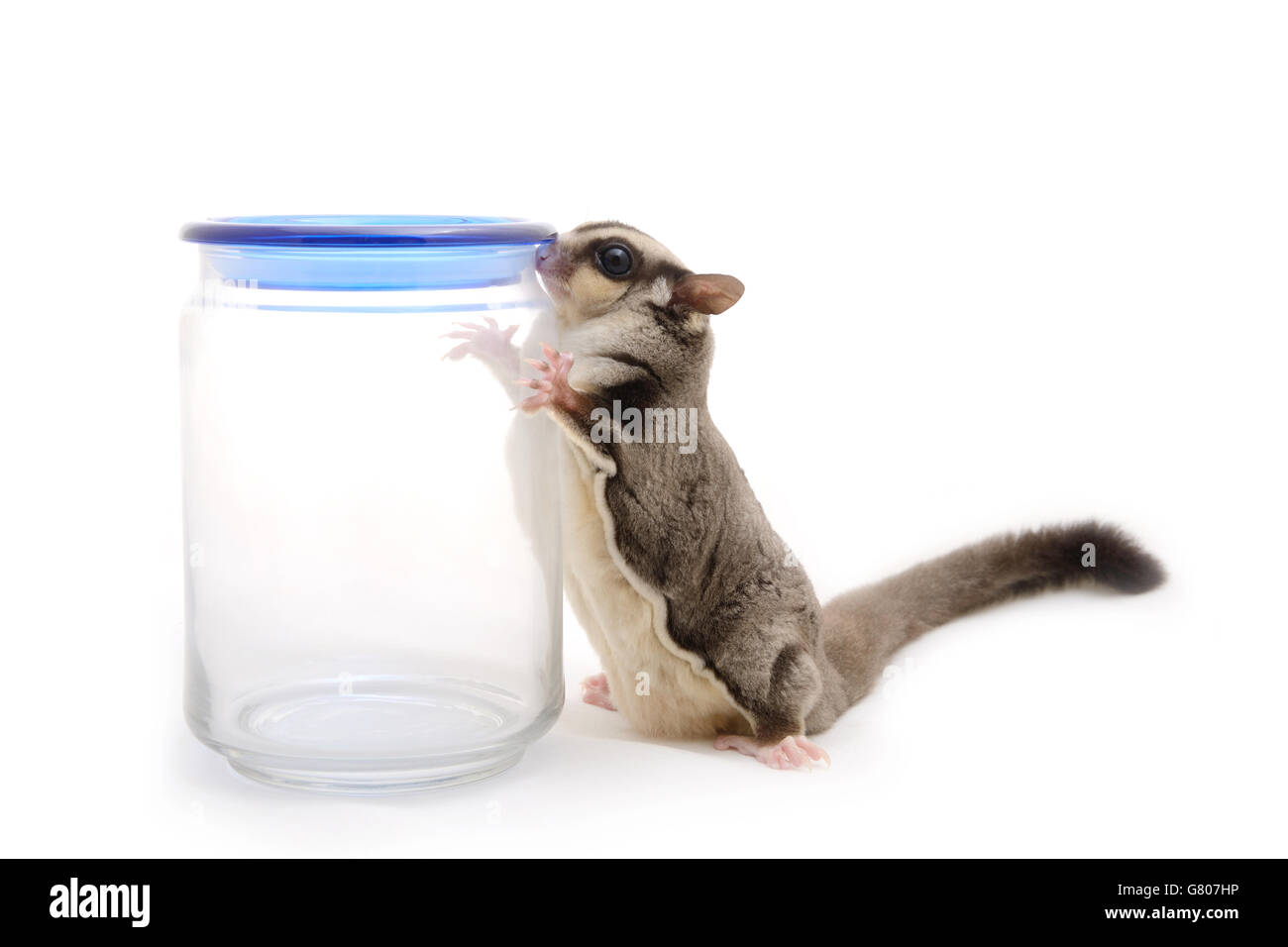 Sugarglider trovare qualcosa da una bottiglia di vetro su sfondo bianco. Foto Stock