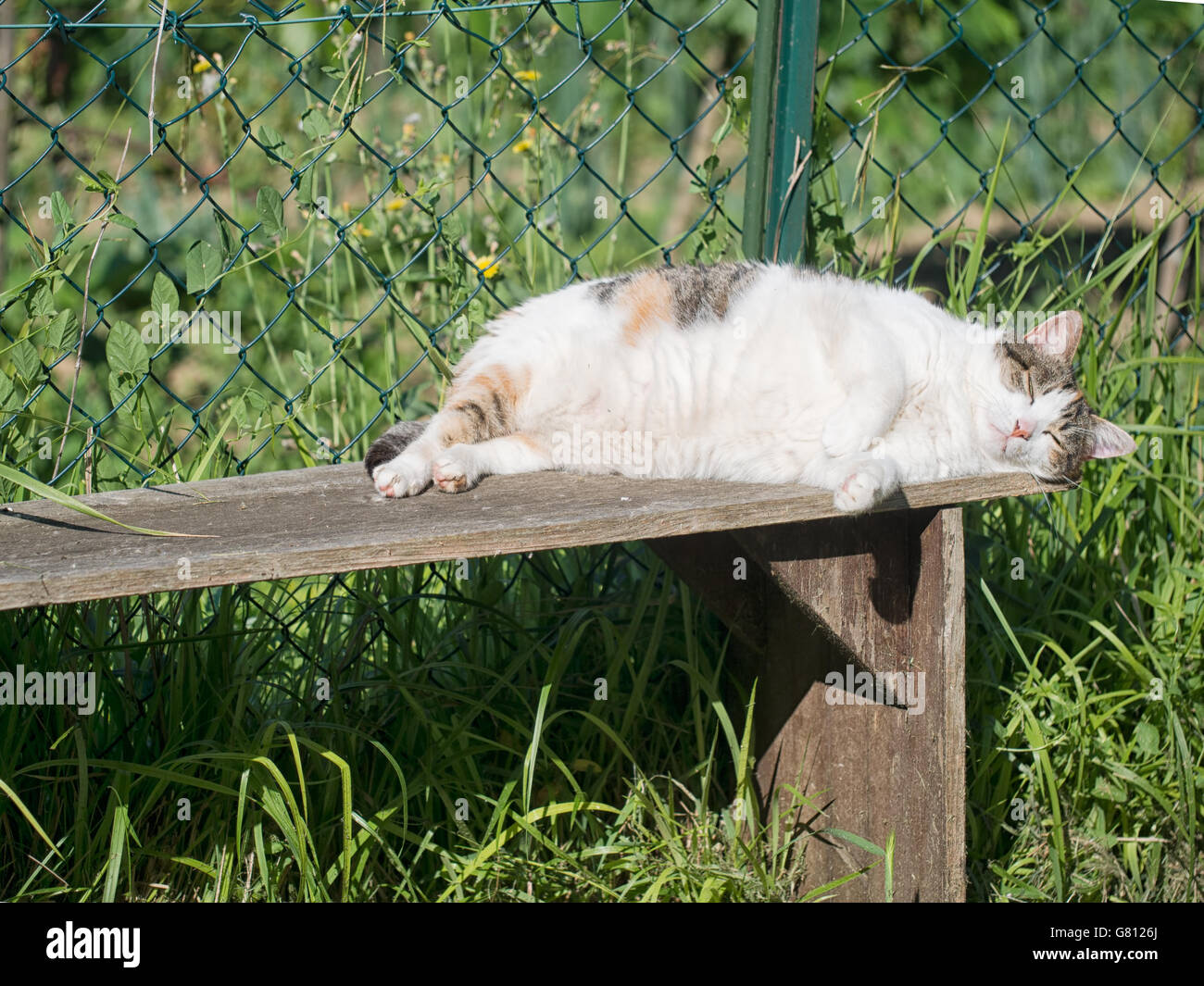 Idillio rurale. Fat ONU-energetici per il gatto dorme in sun. Foto Stock