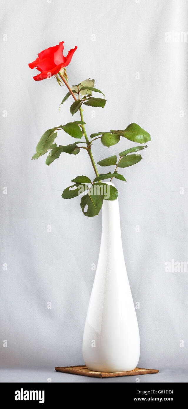 Singola rosa rossa in un vaso in ceramica bianca isolata Foto Stock