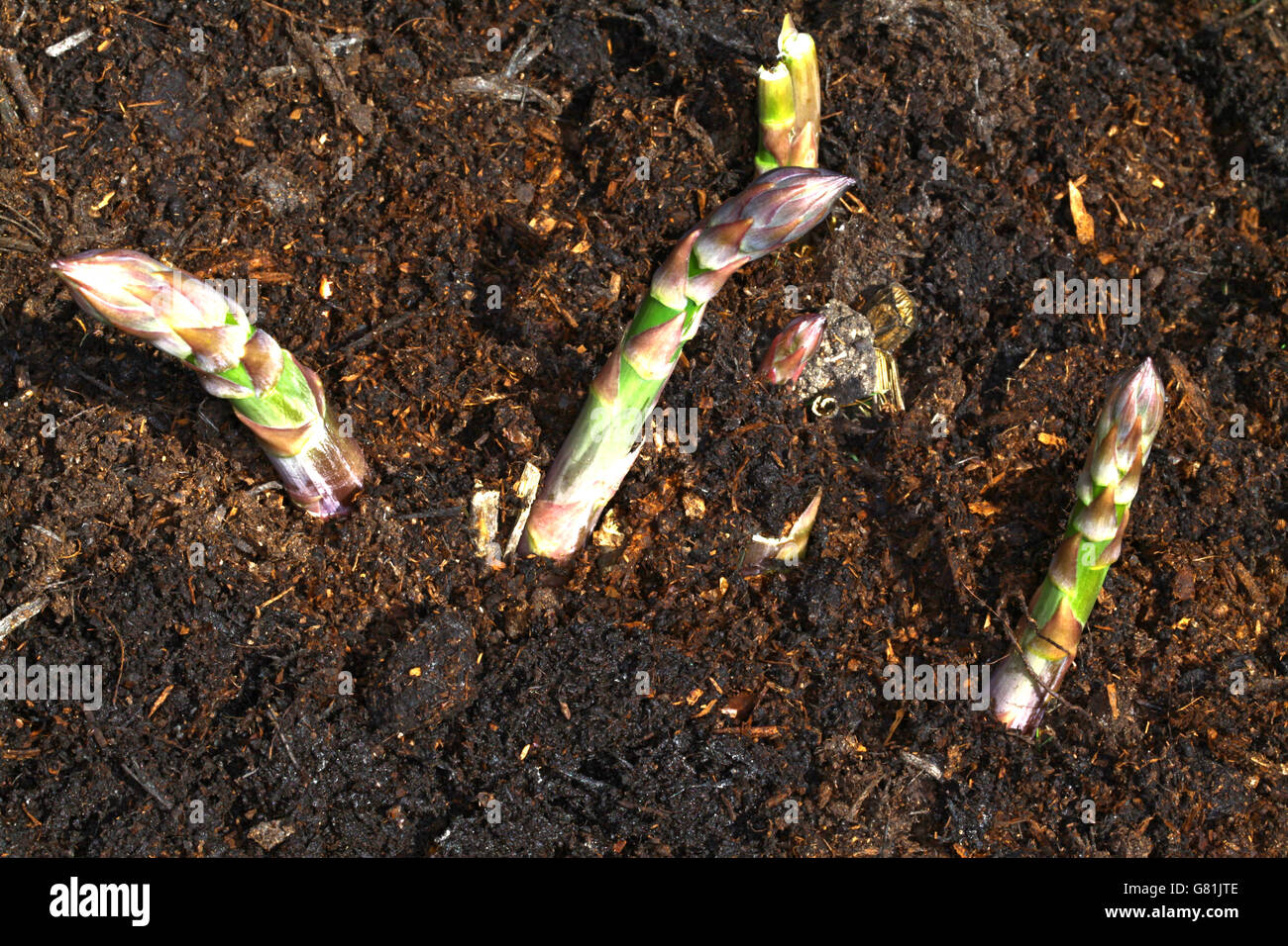 Giovane e fresca, asparagi verdi i germogli emergono dal colore marrone scuro suolo Foto Stock