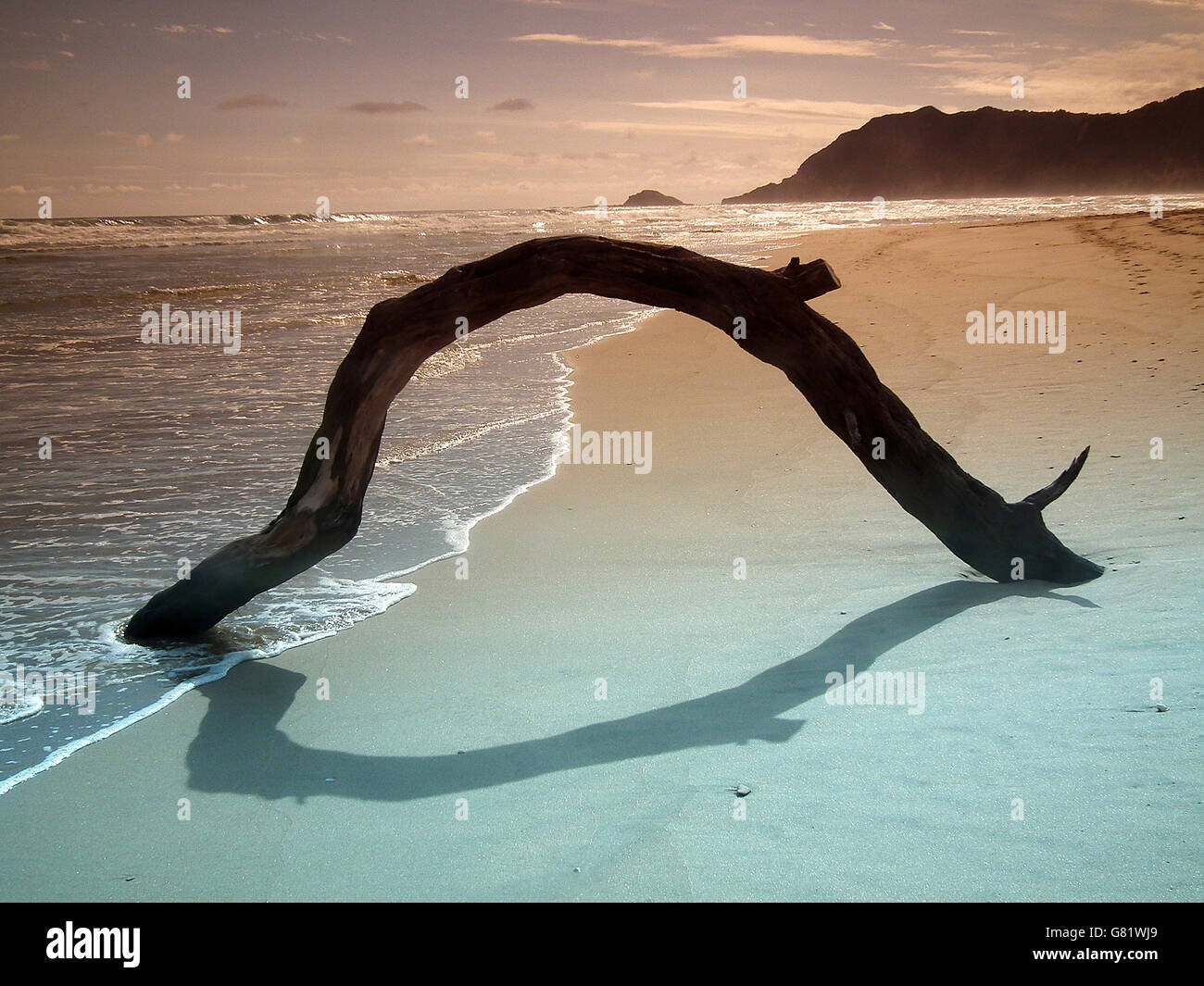 Ramo di inarcamento sulla spiaggia, Capo orientale, Sud Africa, Dicembre 2011 Foto Stock