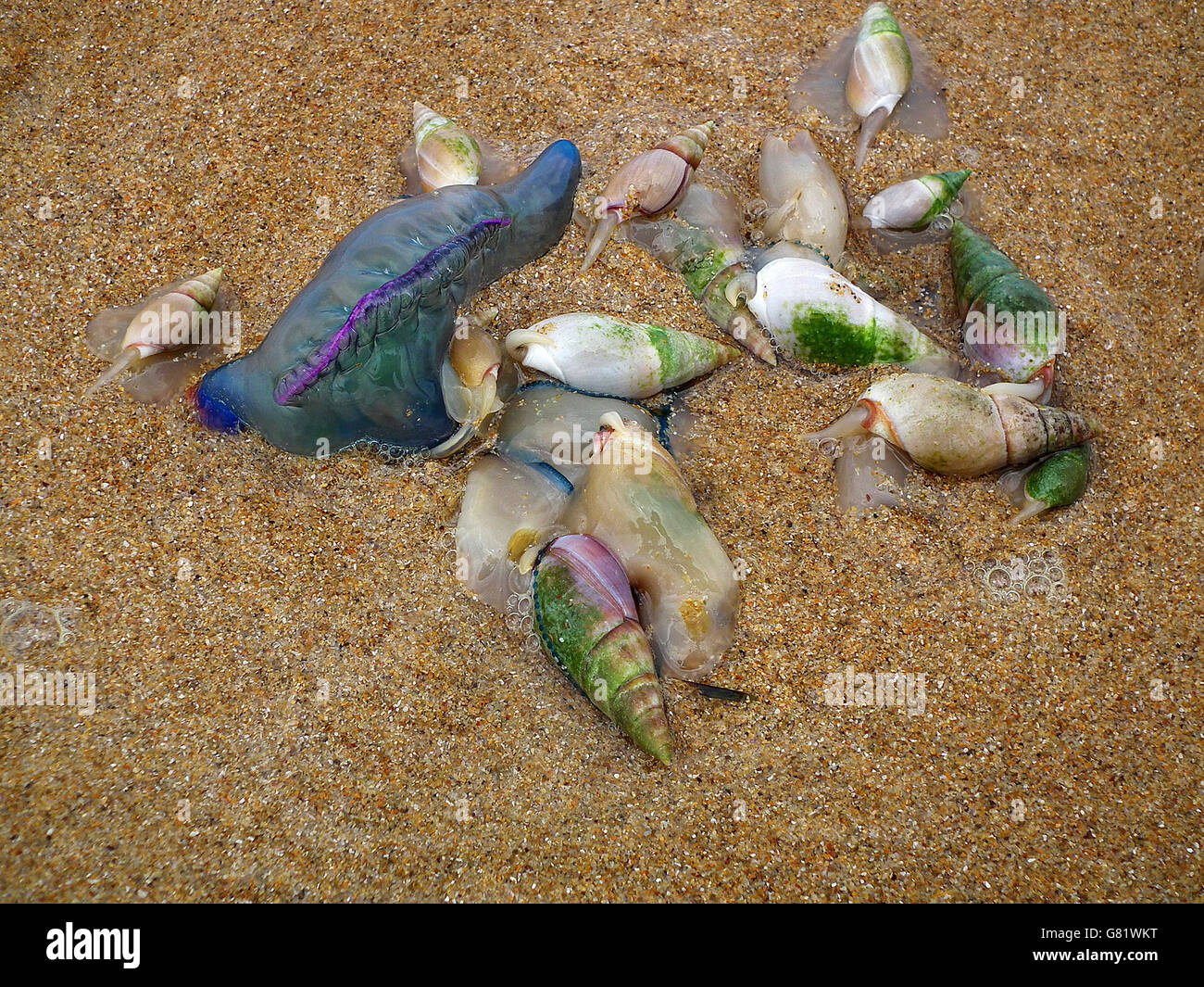 Colorate conchiglie e uomo portoghese-di-guerra di meduse sulla spiaggia, (Physalia physalis), Capo orientale, Sud Africa, 14 Dicembre 2011 Foto Stock