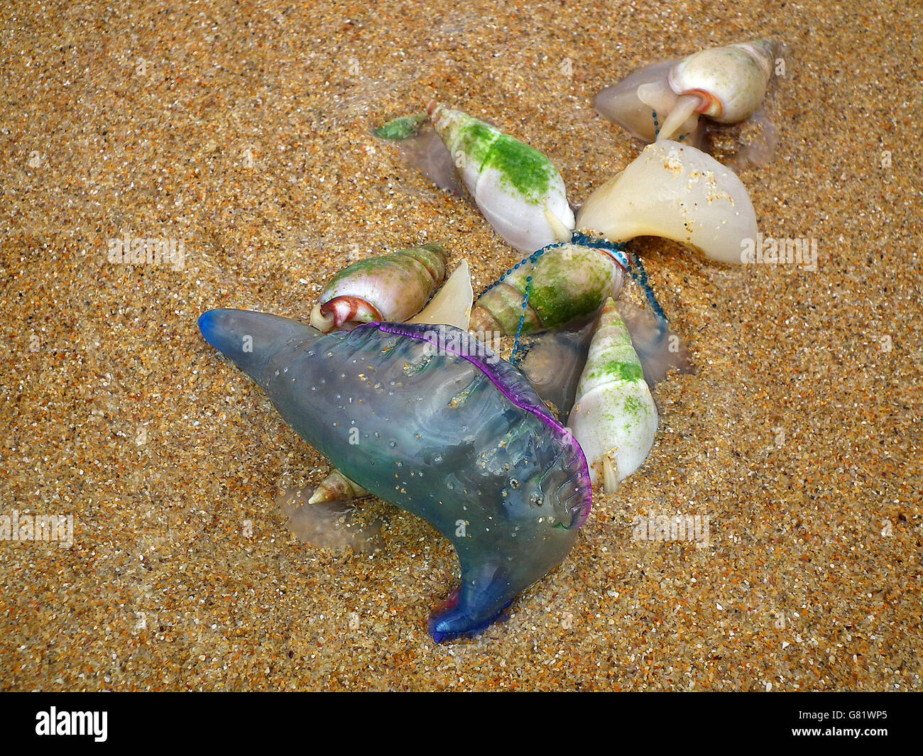 Colorate conchiglie e uomo portoghese-di-guerra di meduse sulla spiaggia, (Physalia physalis), Capo orientale, Sud Africa, 14 Dicembre 2011 Foto Stock