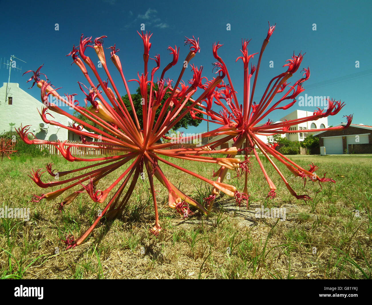 Rosso pungenti le teste dei fiori sul prato, Sud Africa, 10 febbraio 2012 Foto Stock