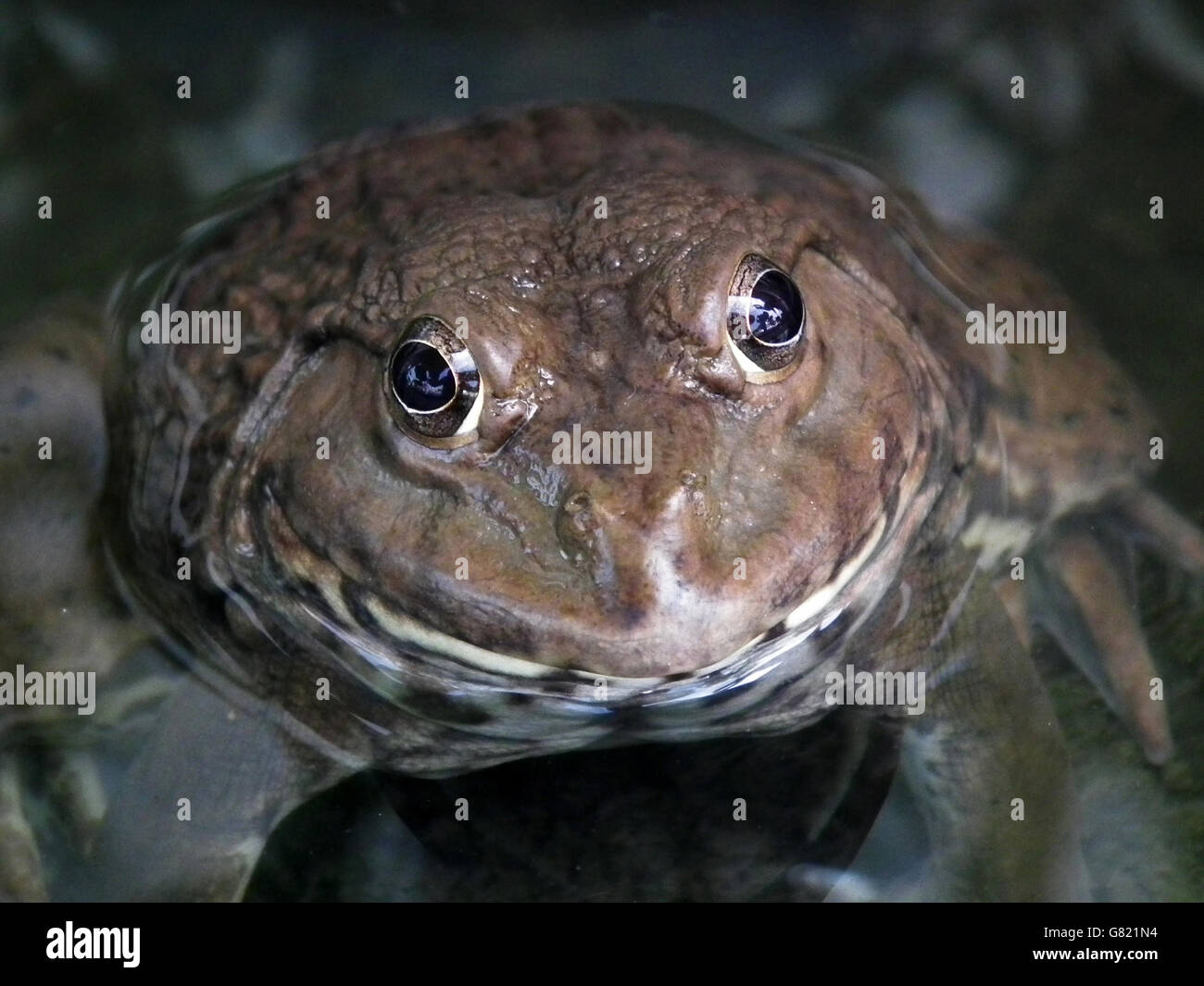 Nastrare bullfrog, Bangkok (Kaloula pulchra), Tailandia, Novembre 2011 Foto Stock