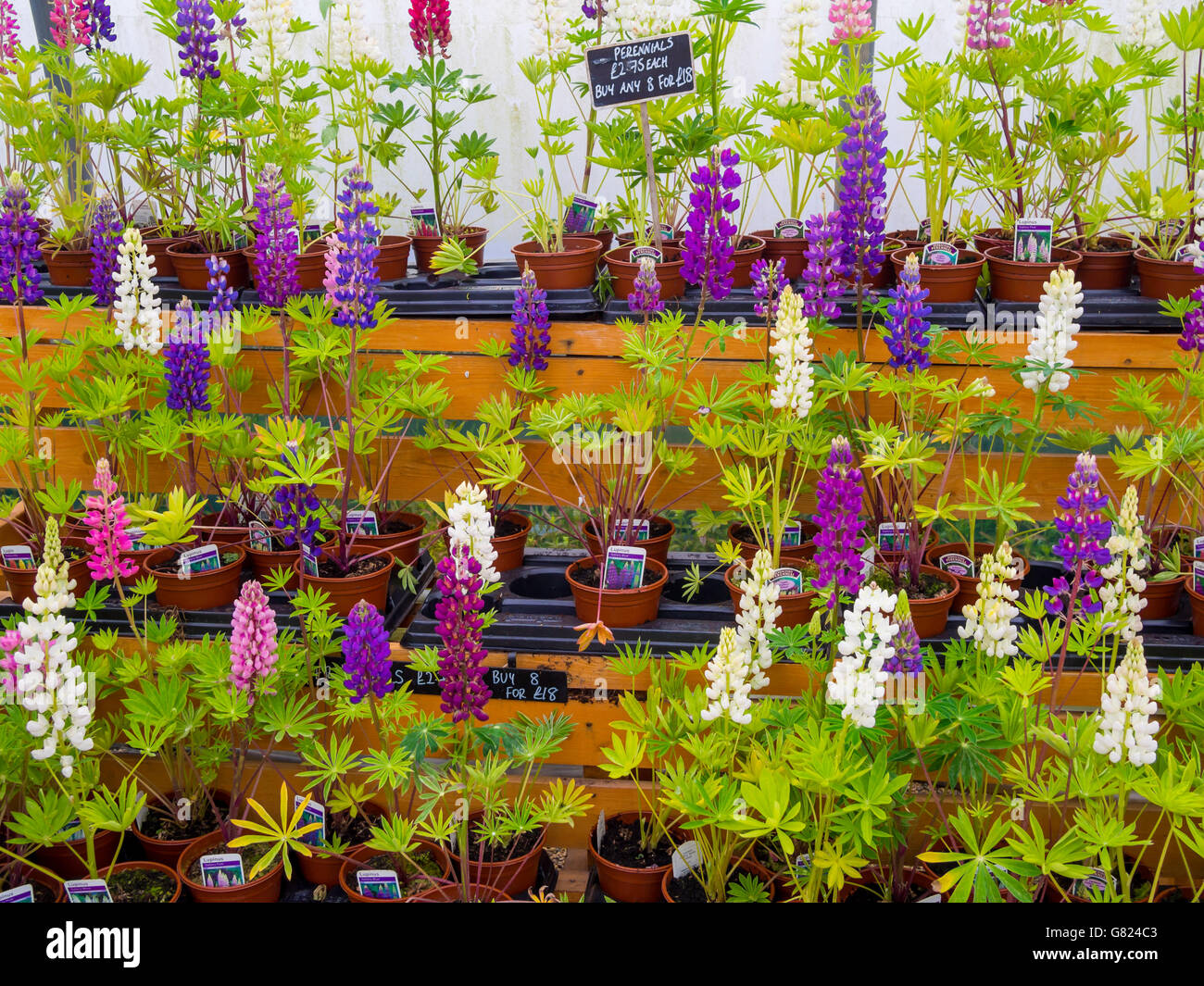 Una collezione di perenne fioritura Lupin impianti per la vendita in un centro giardino in primavera in Inghilterra REGNO UNITO Foto Stock