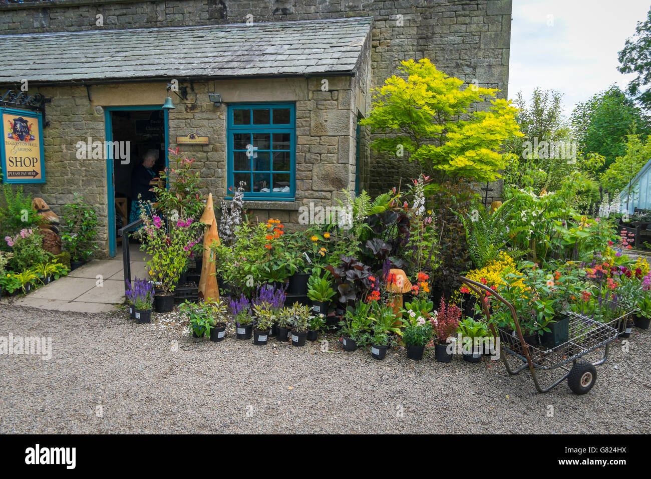 Piante da giardino visualizzato a Eggleston Hall Garden Center shop Foto Stock