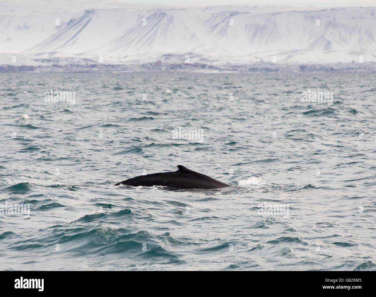 Nuotare con i delfini nel mare Foto Stock