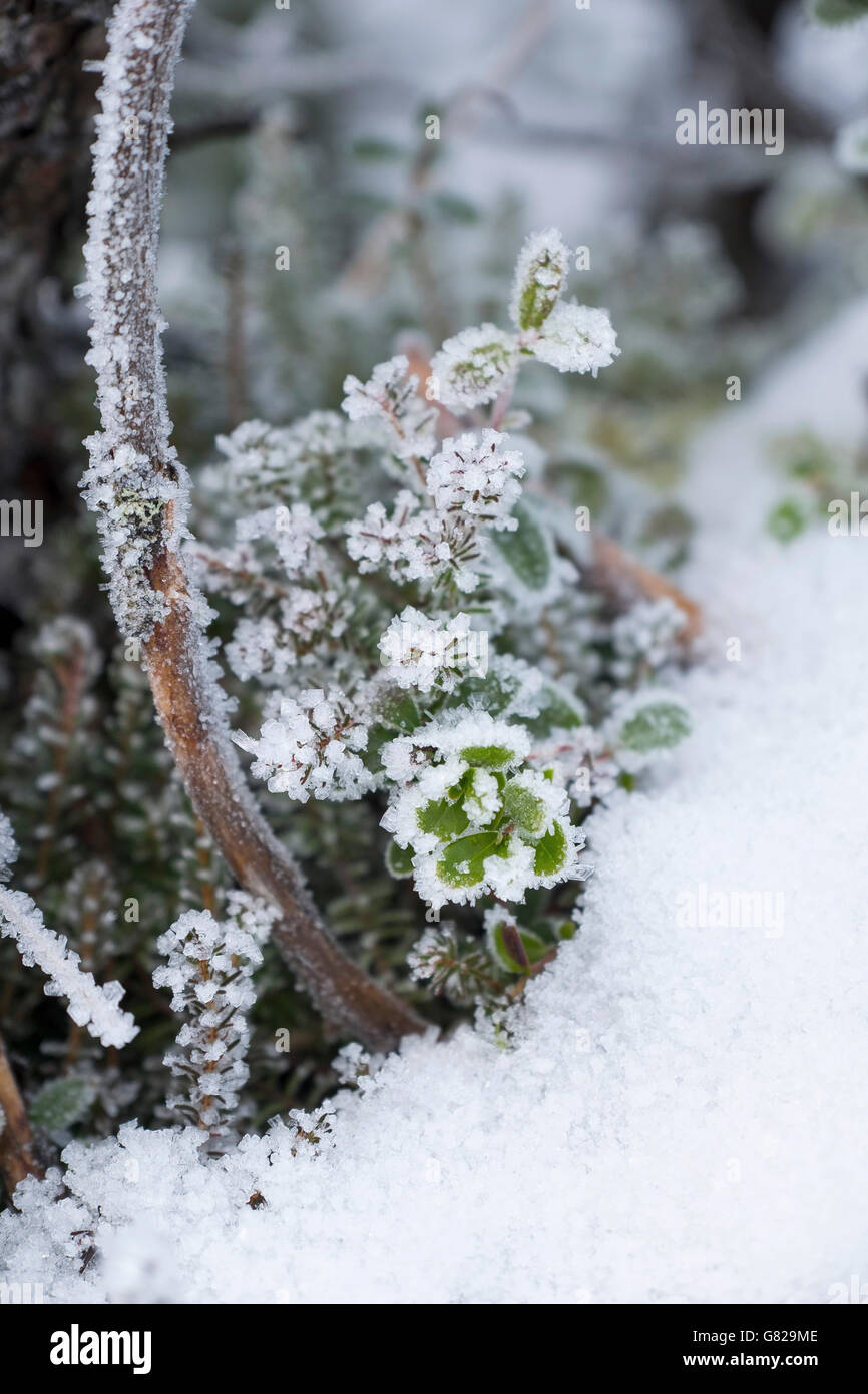 Close-up di piante congelate sul campo Foto Stock
