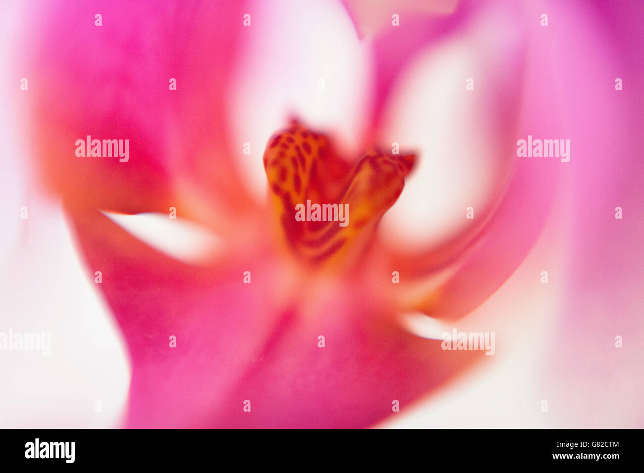 Macro shot di orchidea rosa Foto Stock