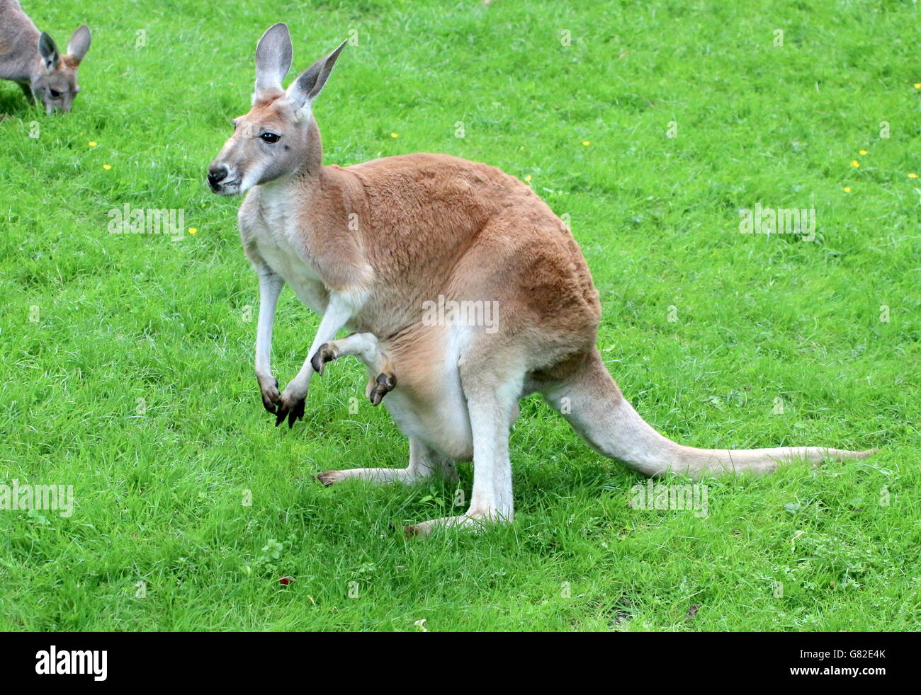 Femmina Rosso australiano Kangaroo (Macropus rufus) - i piedi del suo joey fuori del sacchetto Foto Stock