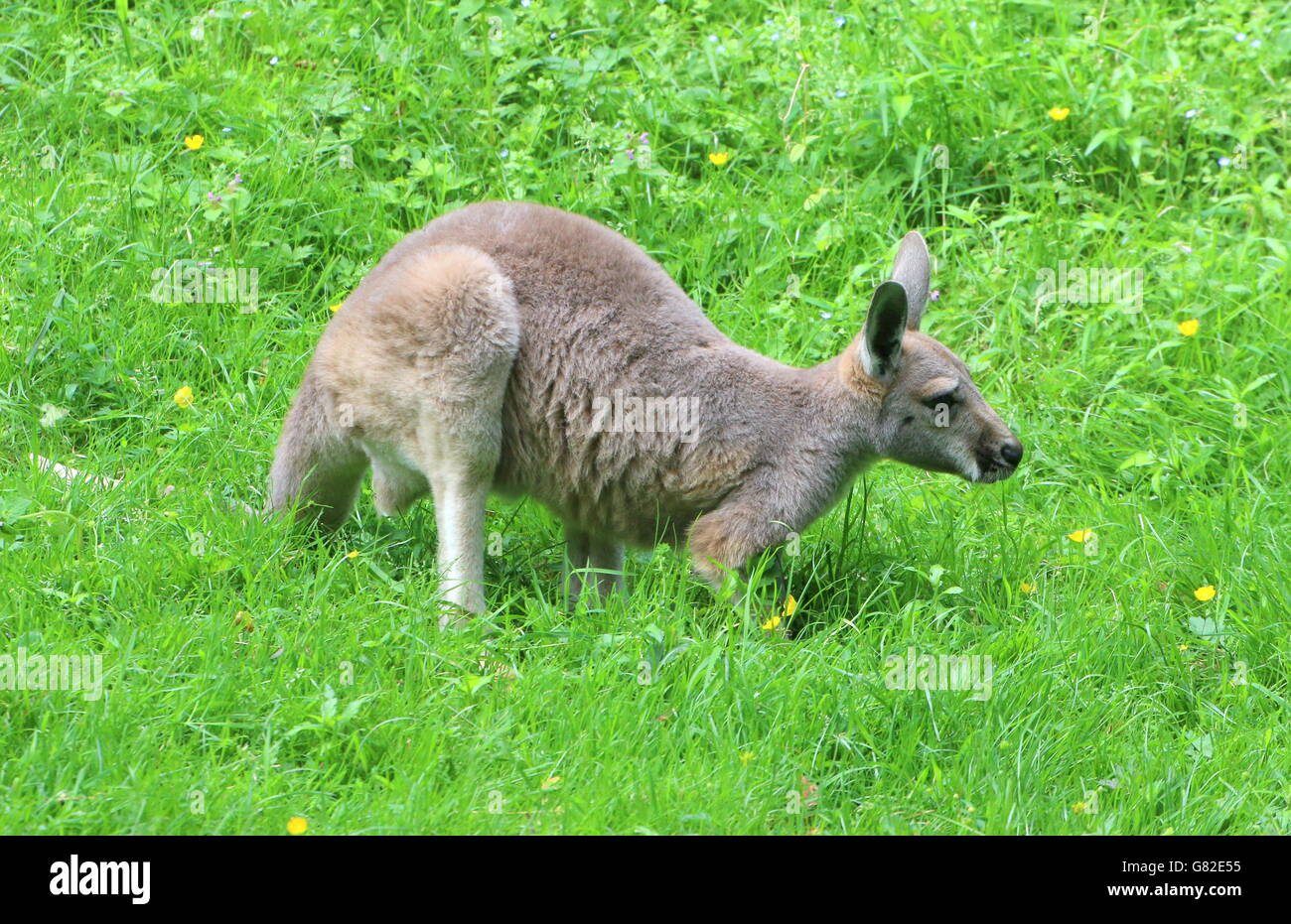 Immaturo australiano della Red Kangaroo joey (Macropus rufus) Foto Stock
