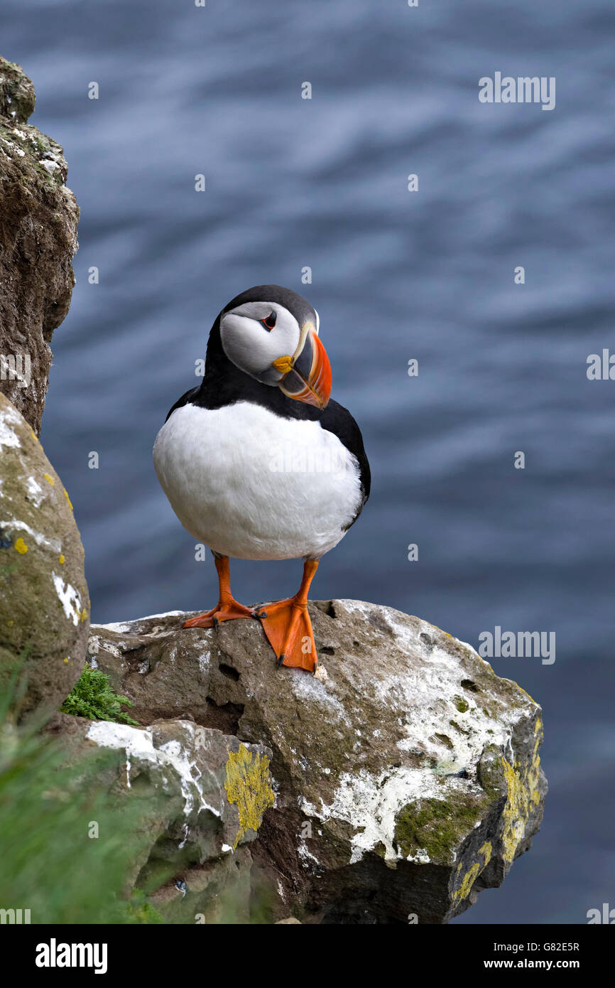 Puffin Bird (Fratercula arctica) arroccato sulla scogliera di rocce, Westfjords, Islanda, l'Europa. Foto Stock