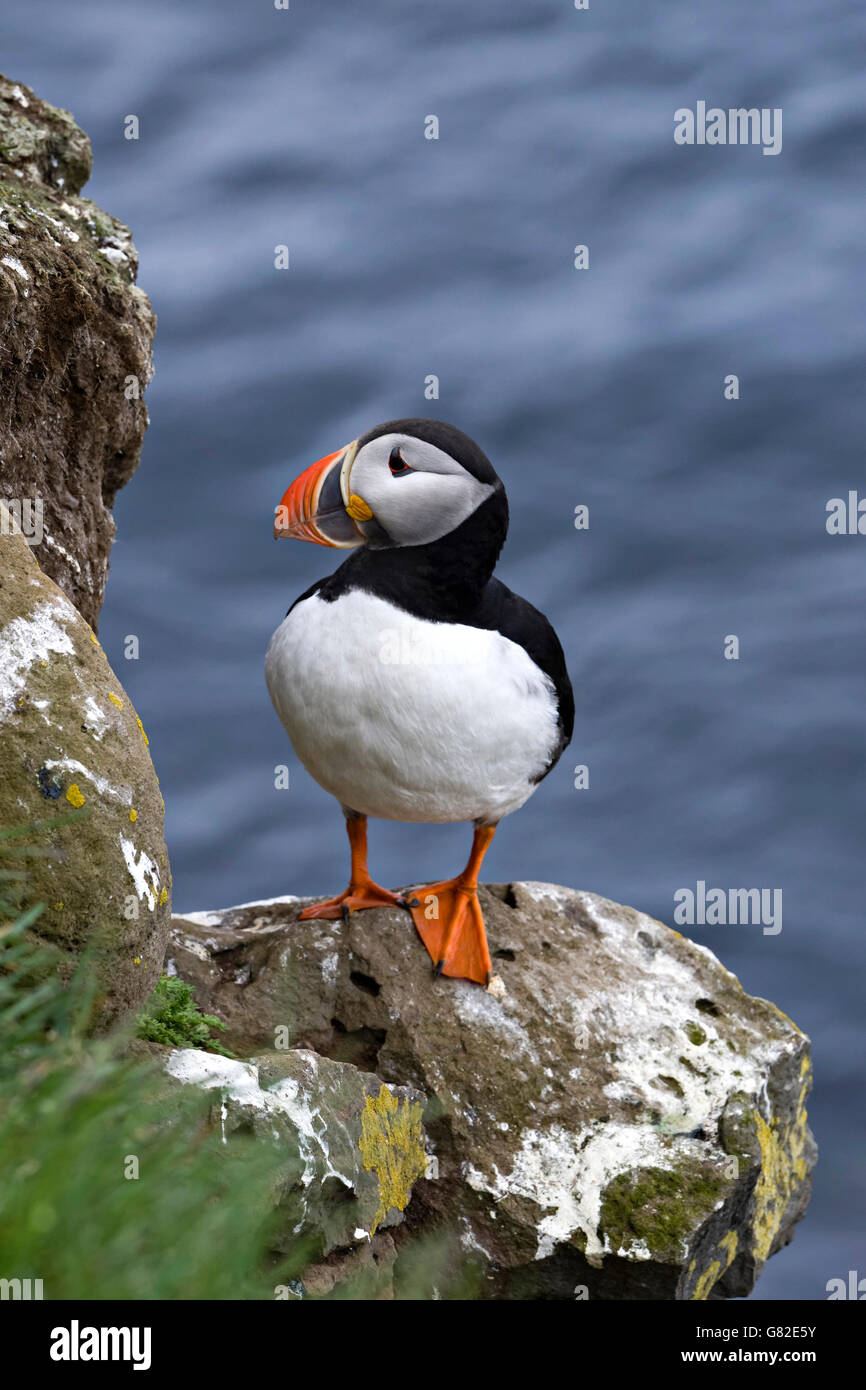 Puffin Bird (Fratercula arctica) arroccato sulla scogliera di rocce, Westfjords, Islanda, l'Europa. Foto Stock
