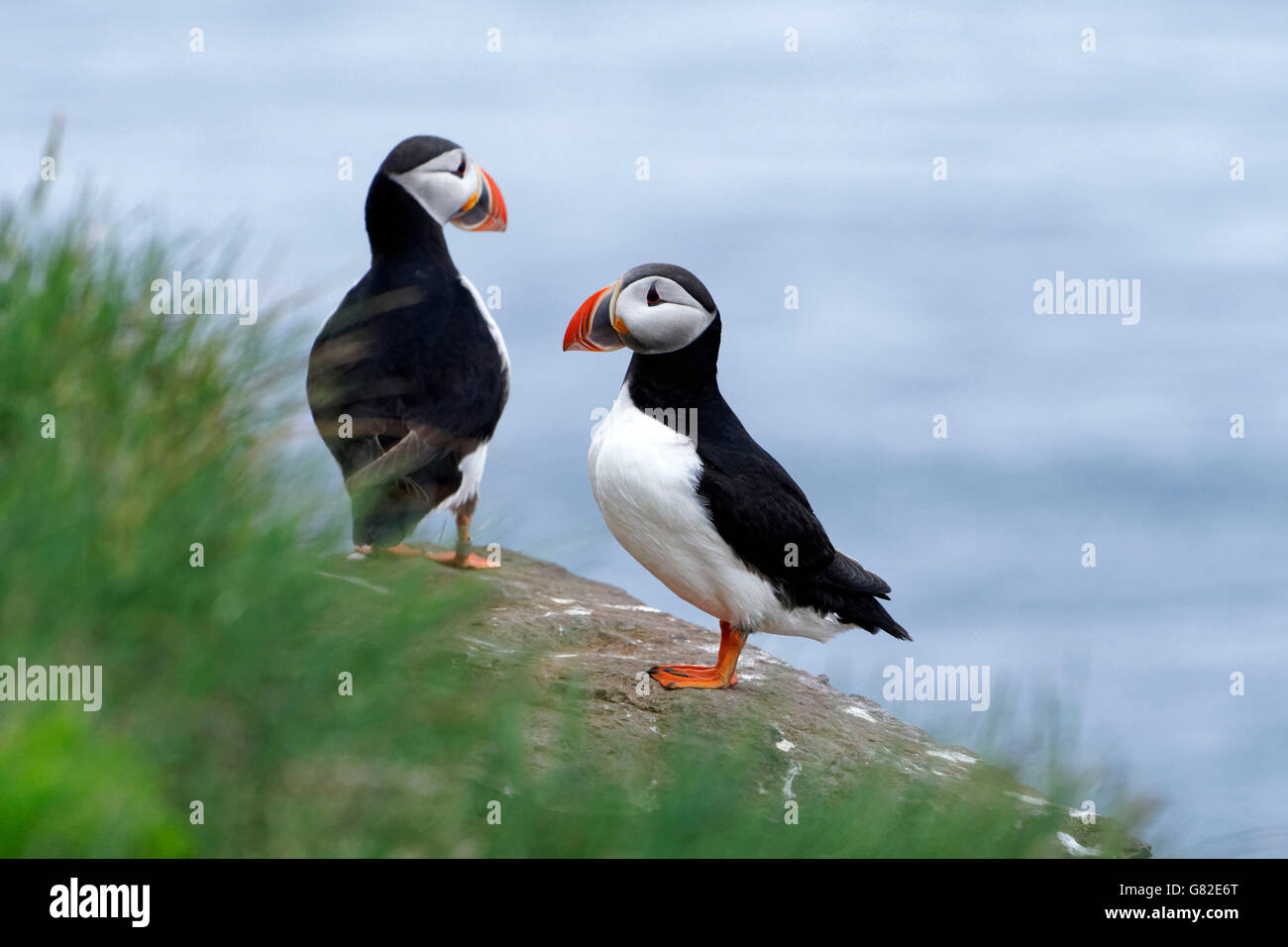 Volatili puffini arroccato sulla scogliera rocce (Fratercula arctica), Westfjords, Islanda, l'Europa. Foto Stock