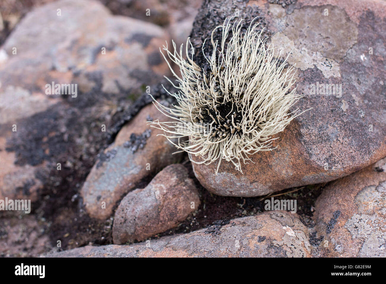 Messa a fuoco selettiva di pietra lichened, Wester Ross, Scozia. Foto Stock