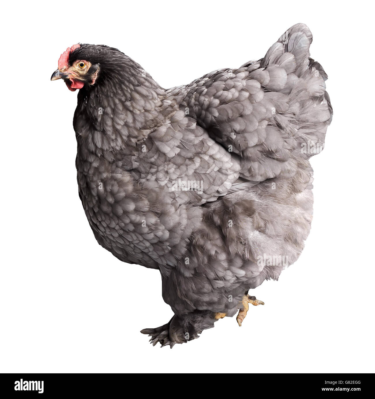Adulto grigio scuro hen isolati su sfondo bianco. Foto Stock
