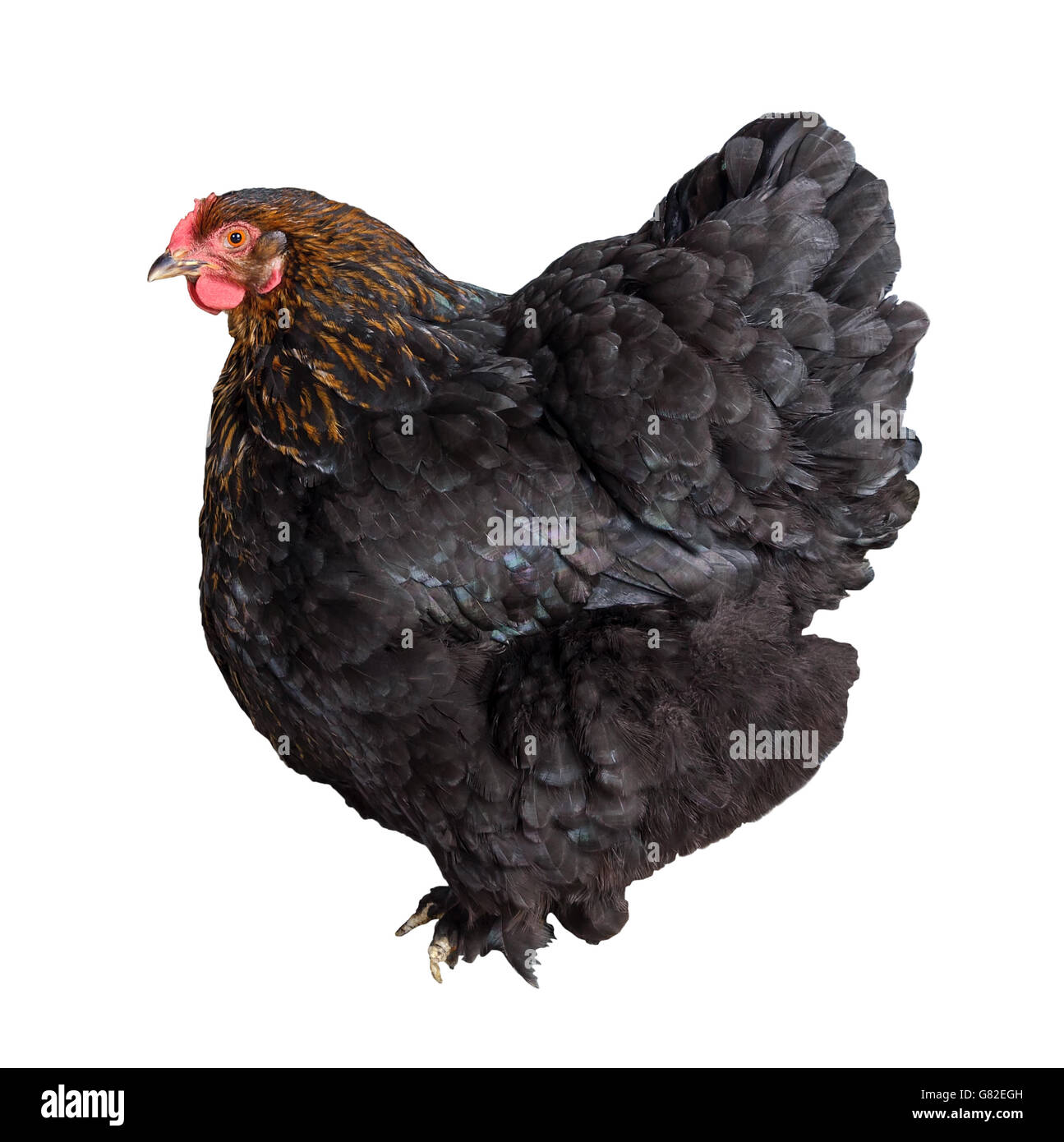 Adulto pollo nero isolato su sfondo bianco. Foto Stock
