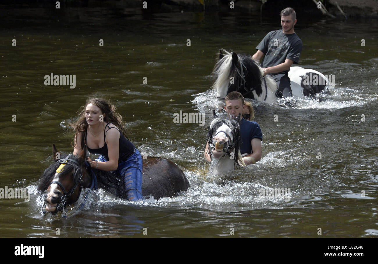 I cavalli si bagnano nel fiume Eden alla Fiera del Cavallo di Appleby, Cumbria, il raduno annuale di zingari e viaggiatori. Foto Stock