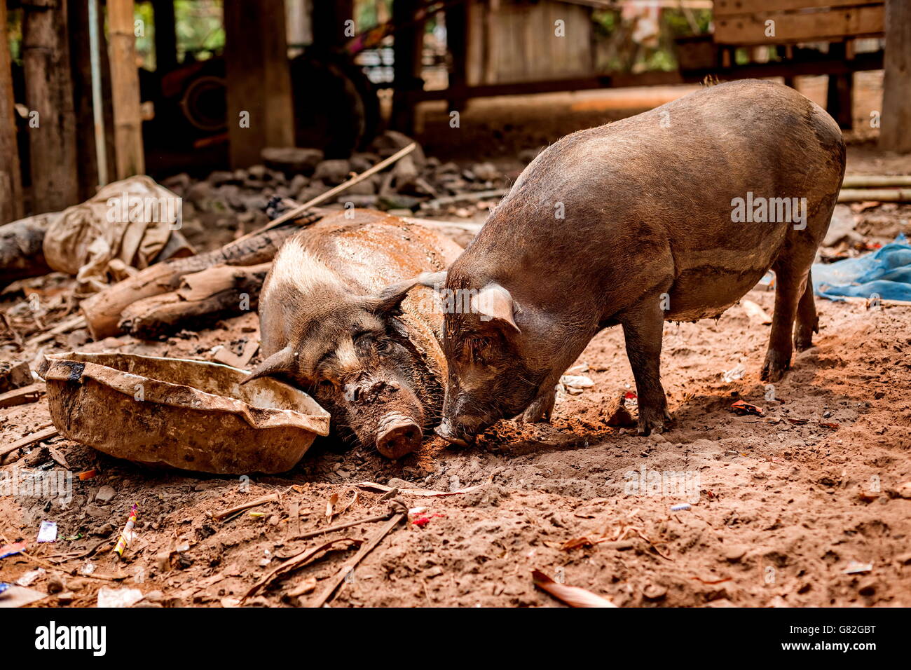 Nero di maiale in stato di gravidanza su free range farm. Incinta panciuta suini, animali di fattoria vivente Foto Stock