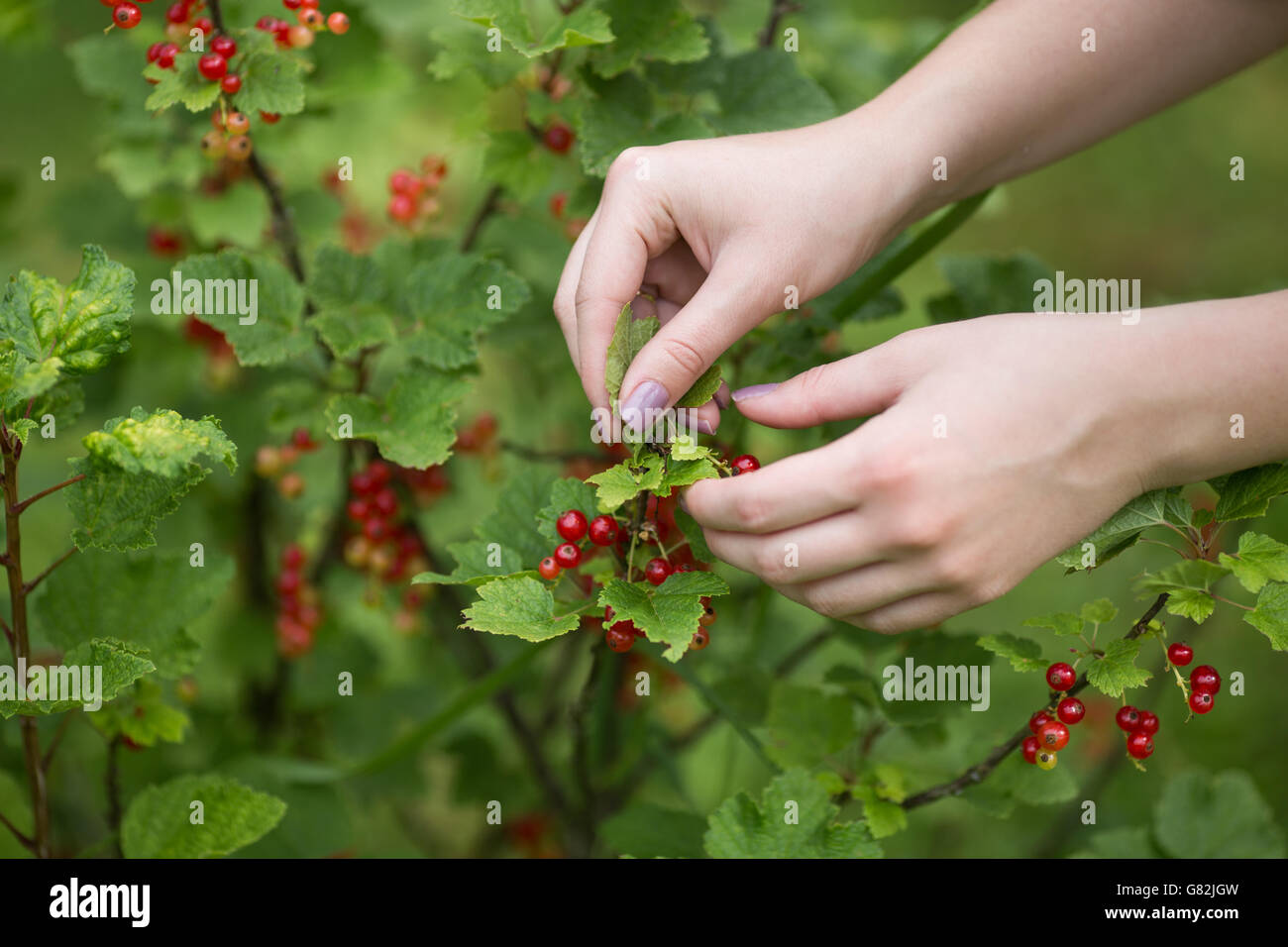 Donna picking ribes rosso dalla struttura ad albero Foto Stock