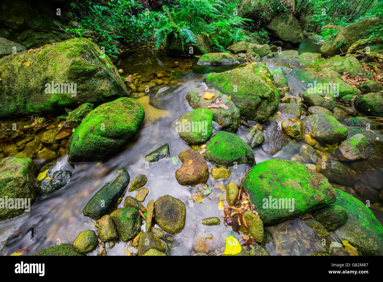 La foresta pluviale temperata Foto Stock
