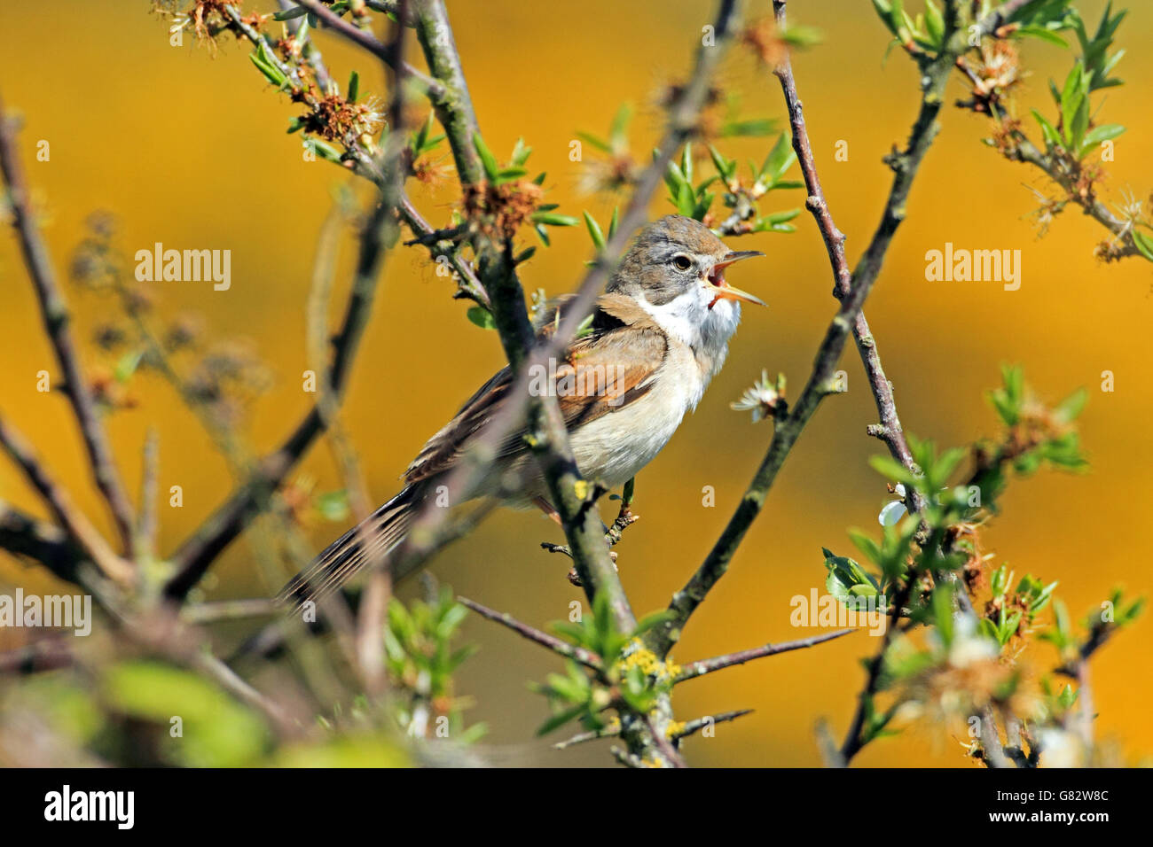 Common Whitethroat (Sylvia communis) - canto da bush Foto Stock