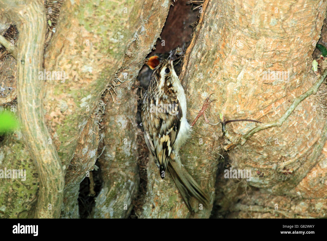 Rampichino alpestre (Certhia familiaris) - alla bocchetta a lancia nella struttura ad albero che contiene il suo nido e giovani Foto Stock