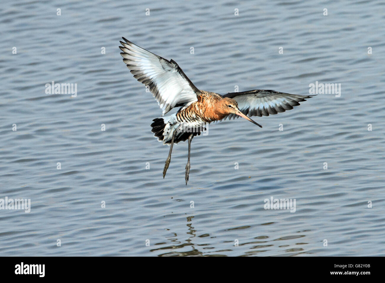 Nero-tailed Godwit (Limosa limosa) - sbarco sulla piscina Foto Stock