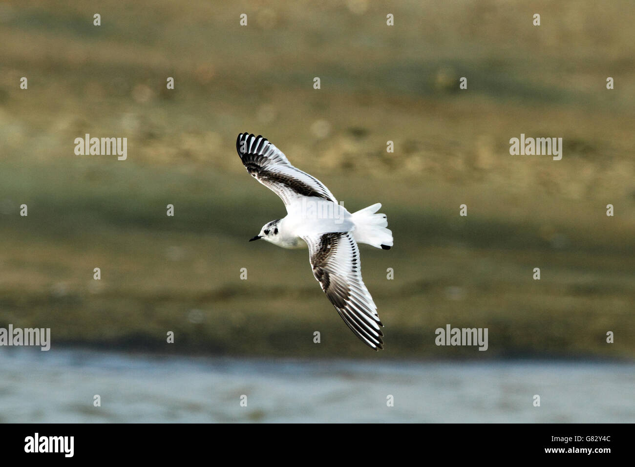 Little Gull (Larus minutus) - in volo nel primo piumaggio invernale Foto Stock