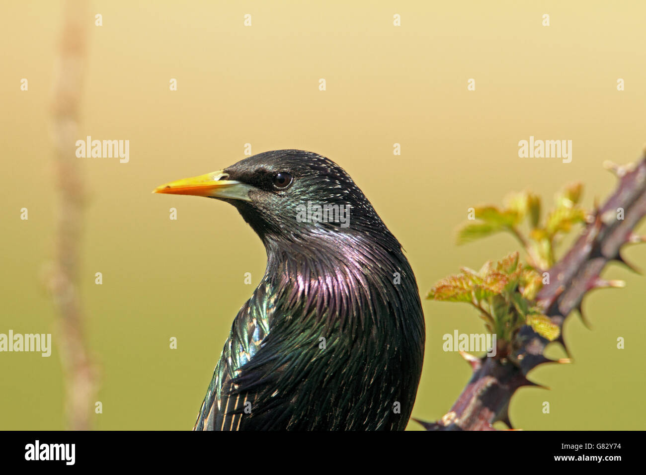 Starling (Sturnus vulgaris) - close-up mostra sheen su piume Foto Stock