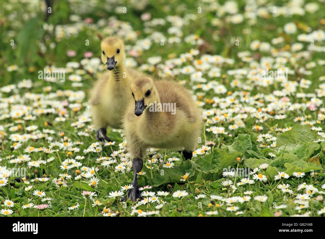 Canada Goose (Branta canadensis) - Goslings camminare attraverso il campo di margherite. Foto Stock