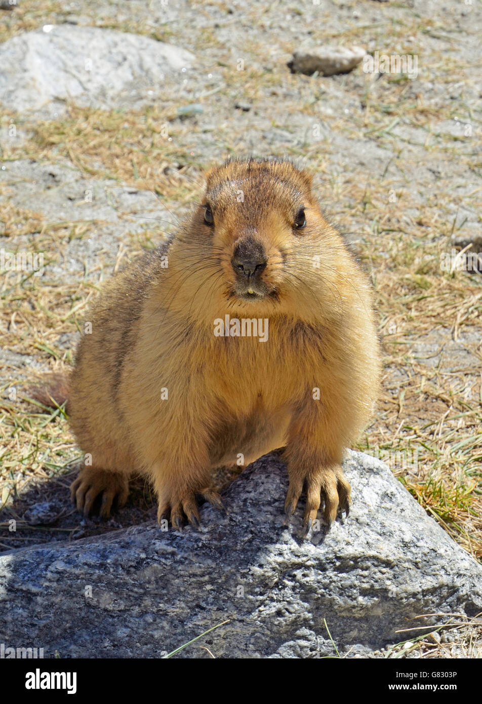 La marmotta himalayana, Changthang valley, Ladakh, India Foto Stock