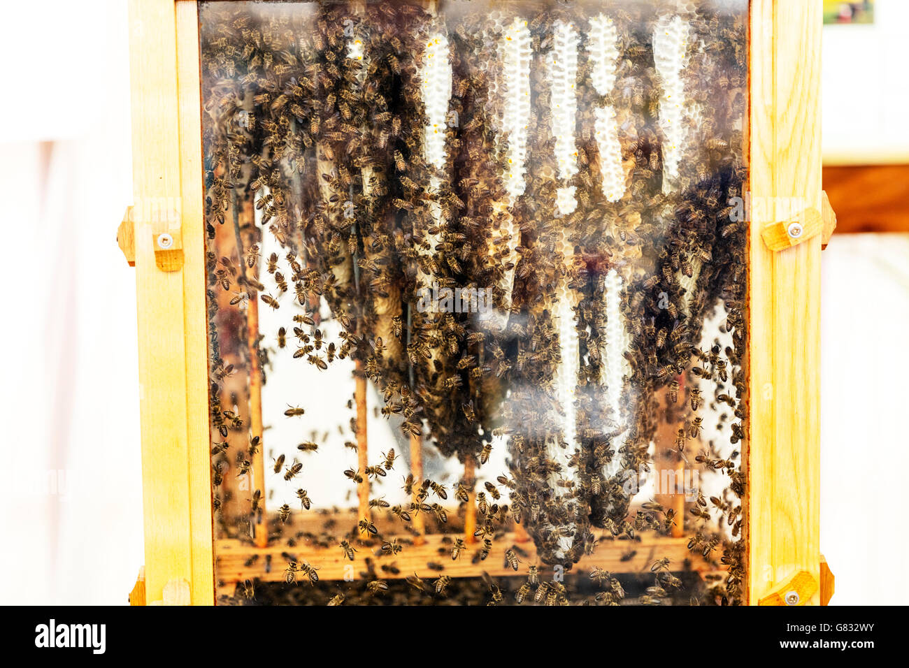 Apiariy bee hive all'interno di api lavorare api di lavoratore rendendo favo di miele interno REGNO UNITO Inghilterra GB Foto Stock