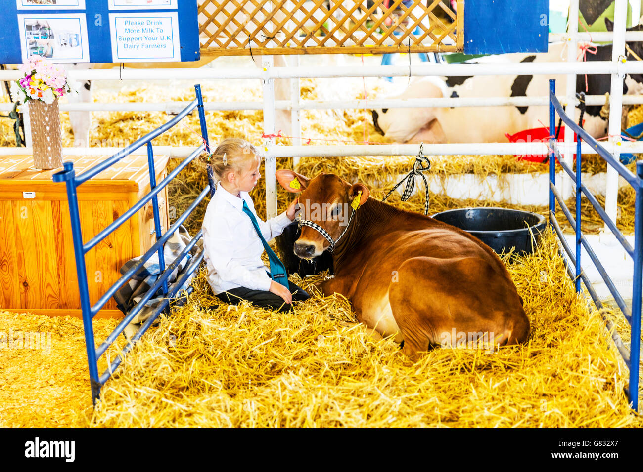 Ragazza giovane con vitello bovino giovane petting amico su animale da azienda stroking amico amici REGNO UNITO Inghilterra GB Foto Stock